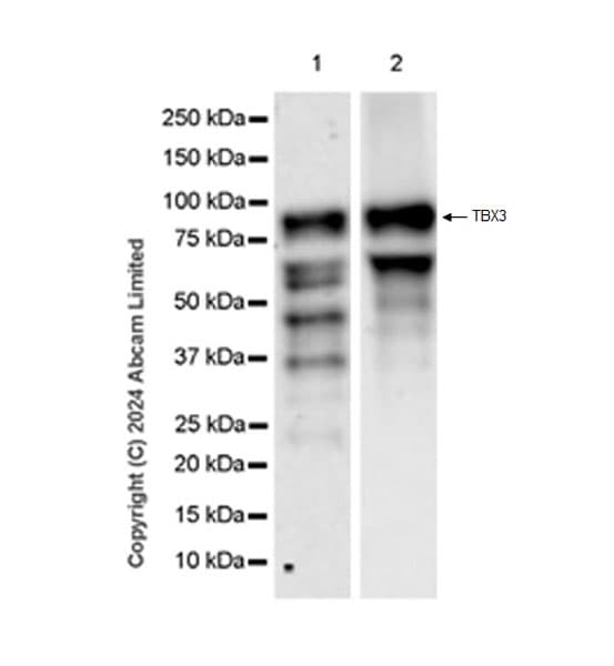 Anti-TBX3 antibody [EPR28578-38](ab322199)