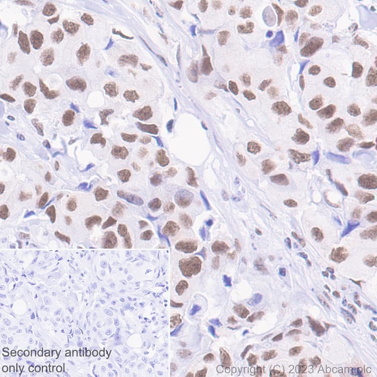 Anti-Mre11 antibody [EPR21027] - BSA and Azide free(AB230381)