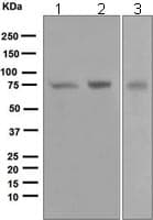Anti-PKC zeta antibody [EP1490(2)](AB108970)