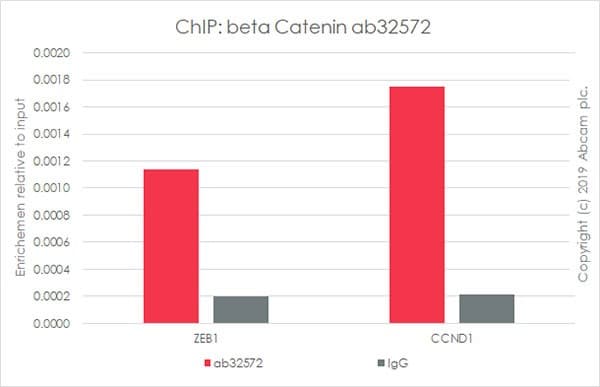 Anti-beta Catenin antibody [E247] - ChIP Grade(AB32572)