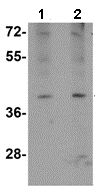 Atoh8 Antibody Ab106377  Western Blot Img73213