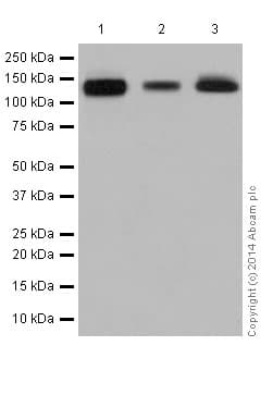Anti-Integrin alpha V antibody [EPR16800](AB179475)