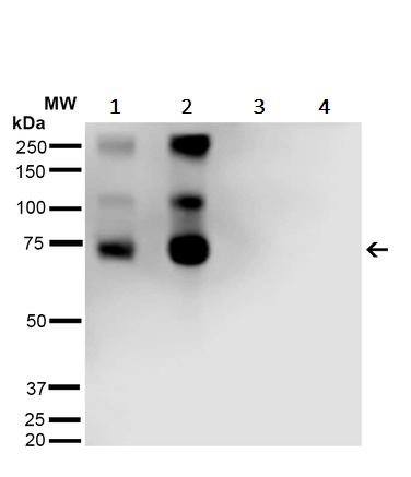 Malondialdehyde Antibody 11e3 Ab243066  Western Blot Img1474