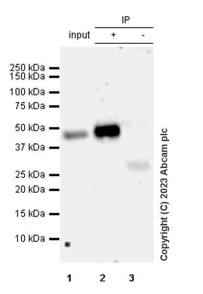 Anti-MATH2/NEUROD6 antibody [EPR28660-23](AB315812)