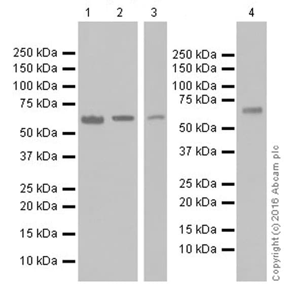 Anti-PLK1 antibody [EPR19534](AB189139)