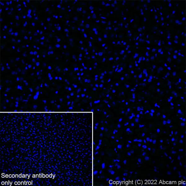 Anti-Sodium/Hydrogen Exchanger 3/NHE-3 antibody [EPR26951-3] - BSA and Azide free(AB307366)