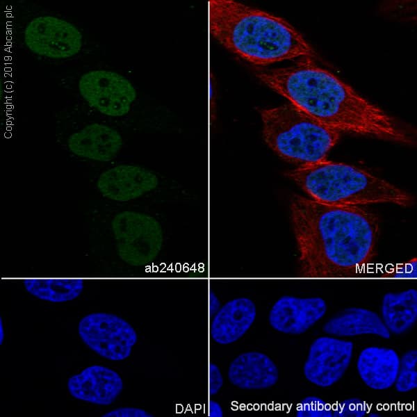 Anti-SMARCA2 / BRM antibody [EPR23103-44] - BSA and Azide free(AB269872)