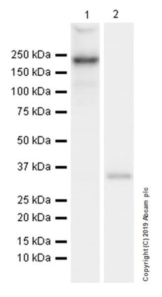 Anti-Collagen I antibody [EPR22894-89](ab260043)