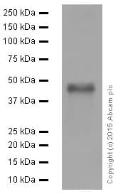 Anti-PAX5 antibody [EPR3730(2)](AB109443)