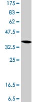 Rps3a Antibody C Terminal Ab194670  Western Blot Img19074