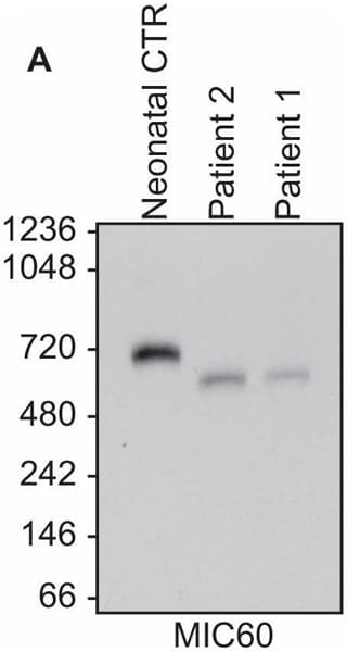 Anti-Mitofilin antibody [2E4AD5] - Mitochondrial Marker(AB110329)