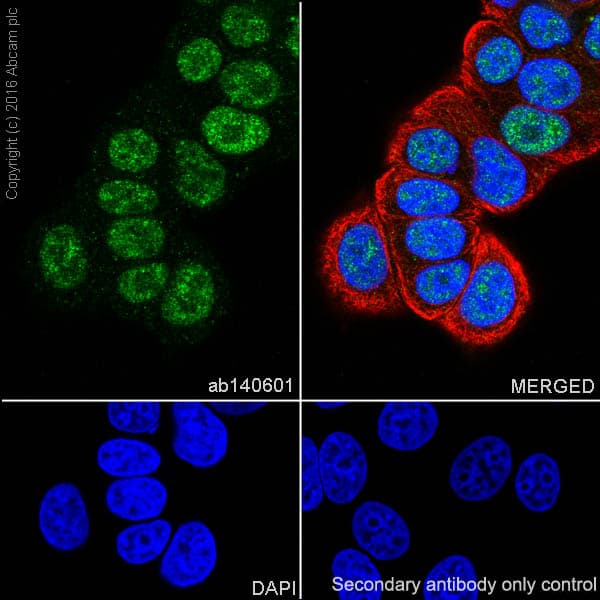 Anti-Ubiquitin (linkage-specific K48) antibody [EP8589] - BSA and Azide free(AB271911)