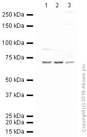 Anti-TBR1 antibody(ab31940)