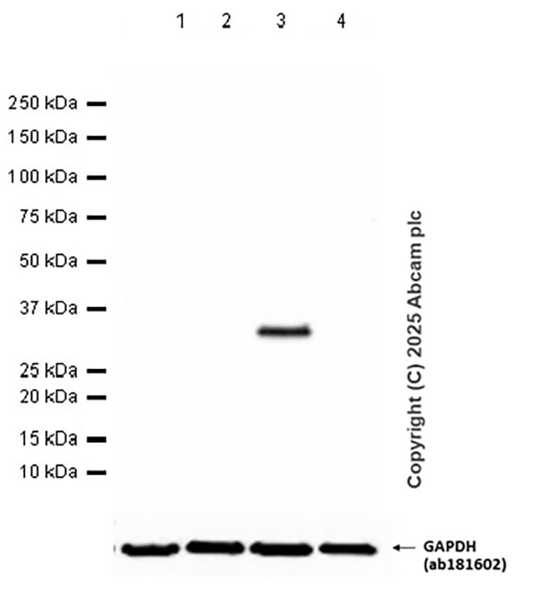 Anti-RFP antibody [EPR28246-45](AB314225)
