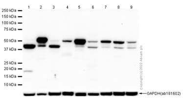 Anti-HNRPH2/HNRNPH2 antibody [EPR12171] - BSA and Azide free(ab250397)