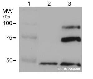 Anti-ADAM10 antibody(AB1997)