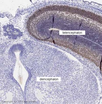 Anti-FOXG1 antibody(AB18259)