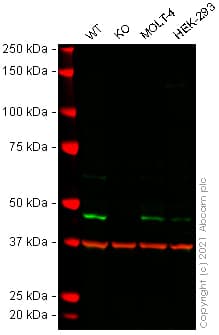 Idh2 Antibody 5f11 Ab55271  Western Blot Img176331