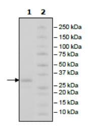 Recombinant Human IgG4 protein(ab271549)