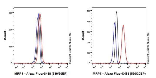 Anti-MRP1 antibody [EPR22841-78](AB260038)