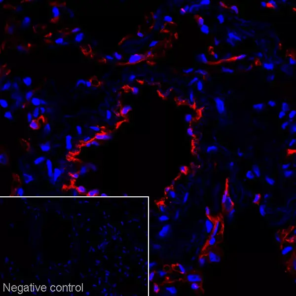 Anti-CD31 antibody [JC/70A](AB9498)