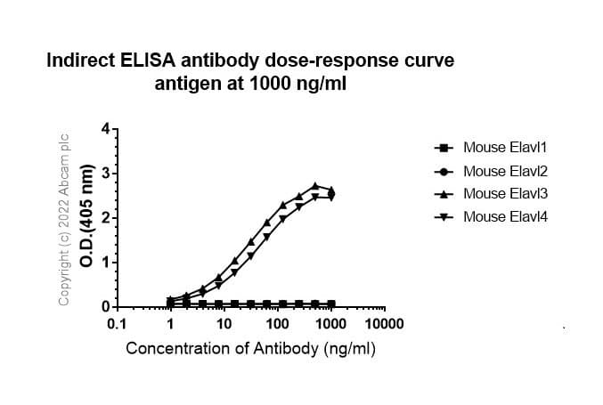 Anti-HuD + HuC antibody [EPR19098](AB184267)