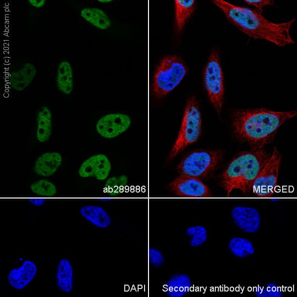 Anti-Brd4 antibody [EPR25425-23](AB289886)