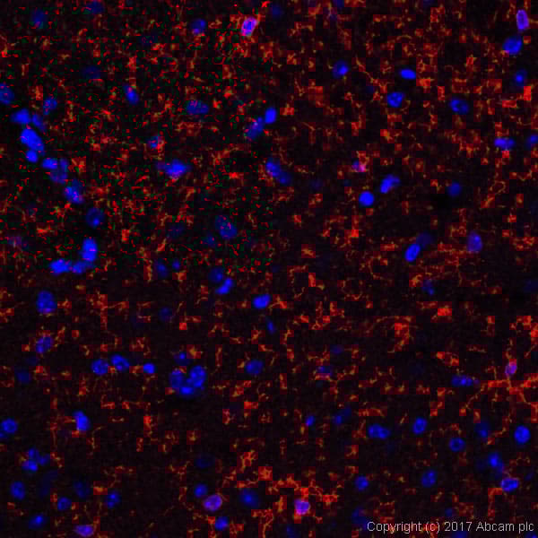 Anti-TMEM119 antibody [28-3] - Microglial marker(AB209064)