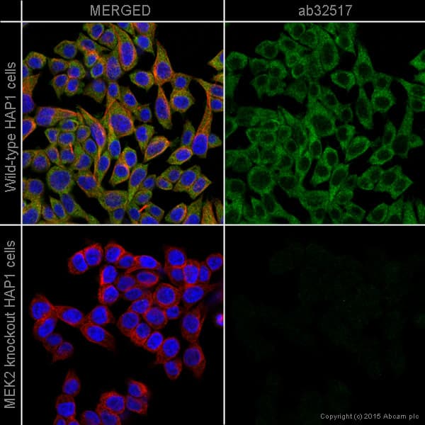 Mek2 Antibody Y78 Ab32517  Immunocytochemistry Immunofluorescence Img123058