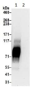 Slc6a15 Antibody Ab191192  Immunoprecipitation Img89947