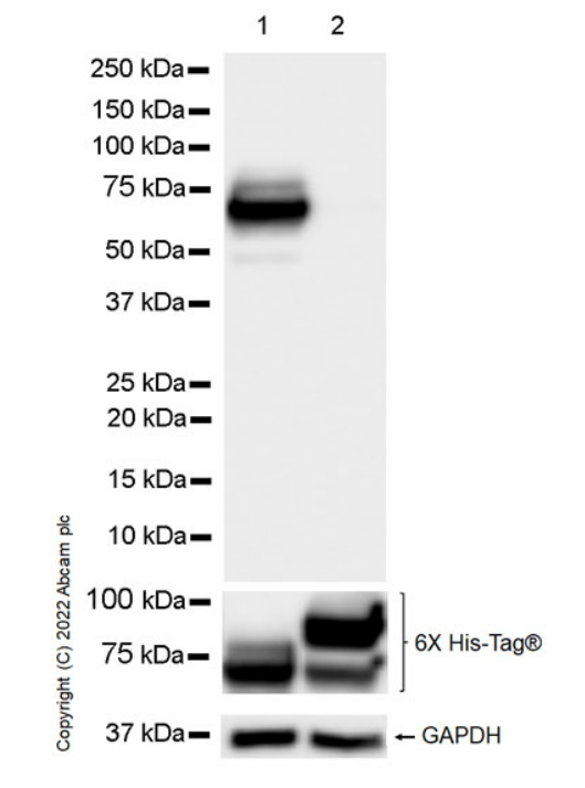Anti-eRF3A/GSPT1 antibody [EPR27296-4](AB303524)