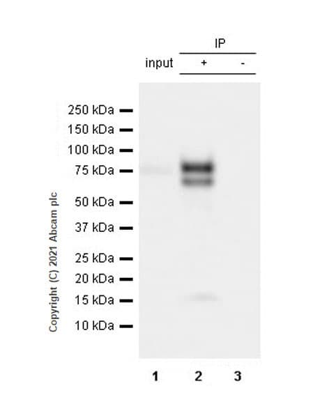 Anti-IL-6R antibody [EPR24322-143](AB271042)