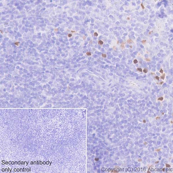 Anti-ROR gamma antibody [EPR20006] - BSA and Azide free(AB232516)