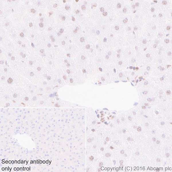 Anti-HP1 gamma/CBX3 antibody [EPR19802] - BSA and Azide free(AB223535)