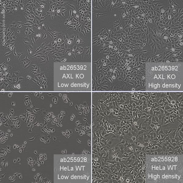 Human AXL knockout HeLa cell line(AB265392)