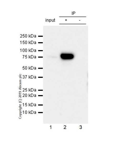 Anti-HA tag antibody [EPR22819-101](AB236632)