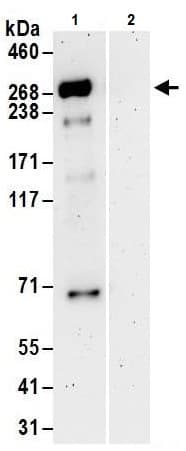 Anti-Tet2 antibody(AB245287)