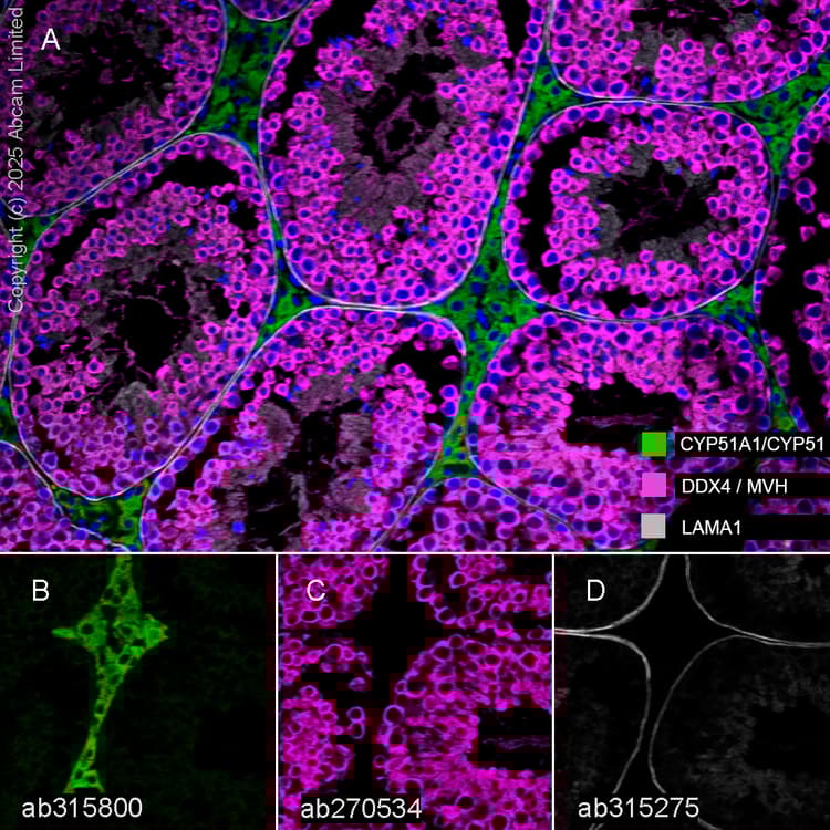 Anti-DDX4 / MVH antibody [EPR24148-58] - BSA and Azide free(AB277638)