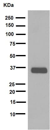 Anti-SOX2 antibody [EPR3131](AB92494)