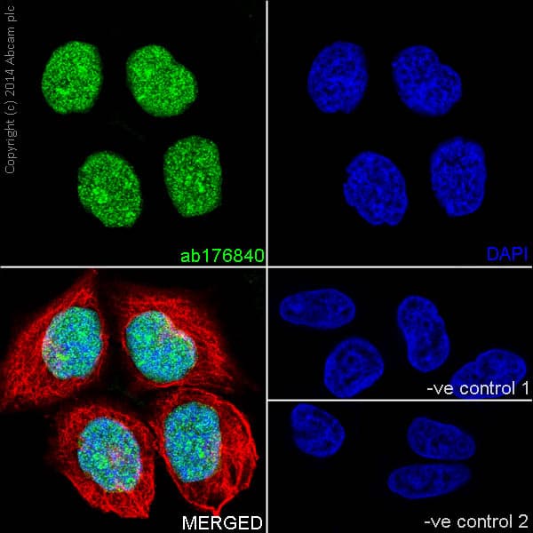 Histone H33 Antibody Epr17899 Bsa And Azide Free Ab208690  Immunocytochemistry Immunofluorescence Img102662