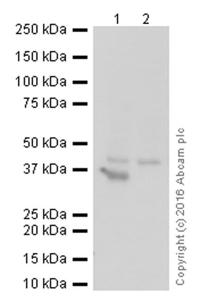 Anti-SOX2 antibody [9-9-3](AB79351)