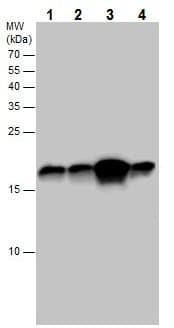 Anti-LC3B antibody - N-terminal(AB229327)