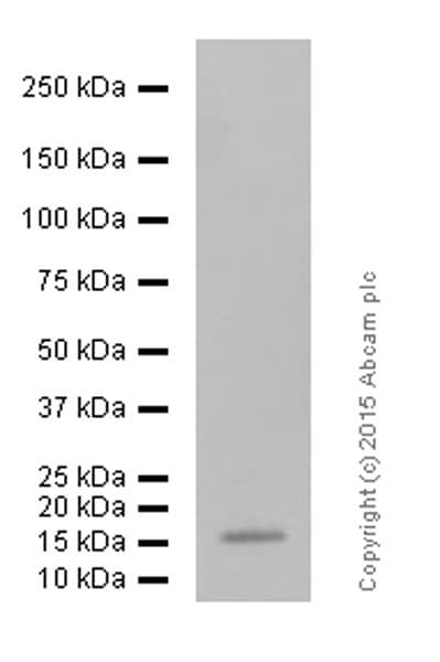 Anti-CDKN2A/p16INK4a antibody [EPR1473] - BSA and Azide free(AB186932)