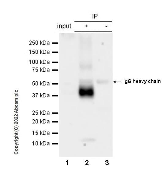 Anti-CD37 antibody [EPR25397-149] (BSA and Azide free)(AB300412)