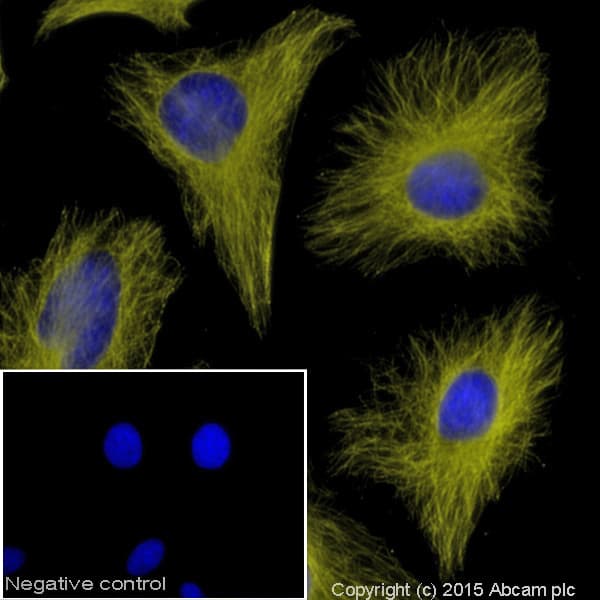 Goat Anti-Mouse IgG H&L (Alexa Fluor® 555)(AB150114)