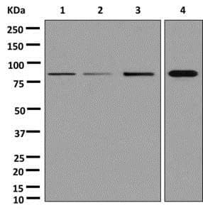 Anti-SEMA3D antibody [EPR13458(B)] - C-terminal(AB180174)