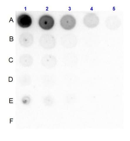 Pi 3 Kinase P85 Alpha Phospho Y607 Antibody Ab235266  Dot Blot Img100857