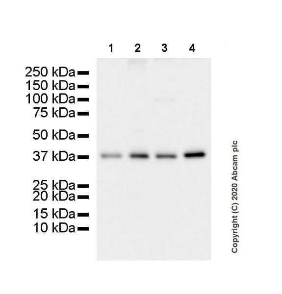 Anti-TROP2 antibody [SP293] - BSA and Azide free(AB272014)
