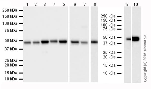 Anti-FH/Fumarase antibody [EPR21104](ab233394)
