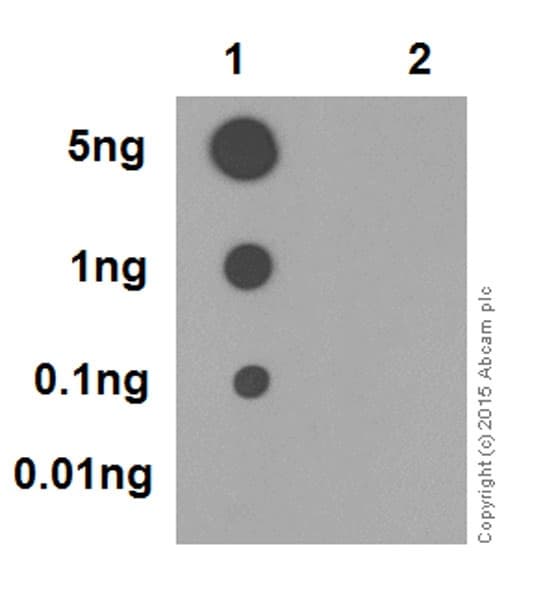 Rip3 Phospho S227 Antibody Epr9627 Bsa And Azide Free Ab240383  Dot Blot Img4715